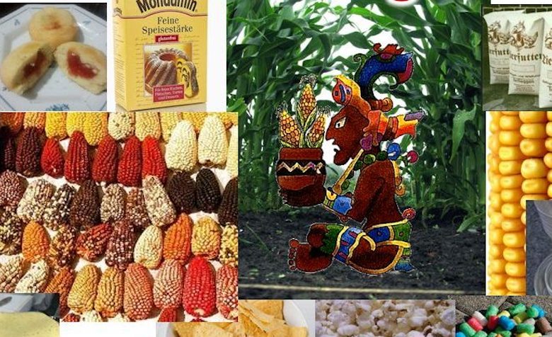 Collage: Bilder mit Maiskolben und Produkten, die Mais enthalten