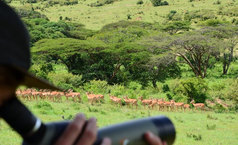 Im Vordergrund ist eine Person mit einem Fernglas zu sehen, im Hintergrund eine Herde Antilopen.